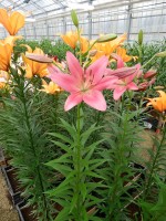 [5117 Ebro DJ No02.JPG]